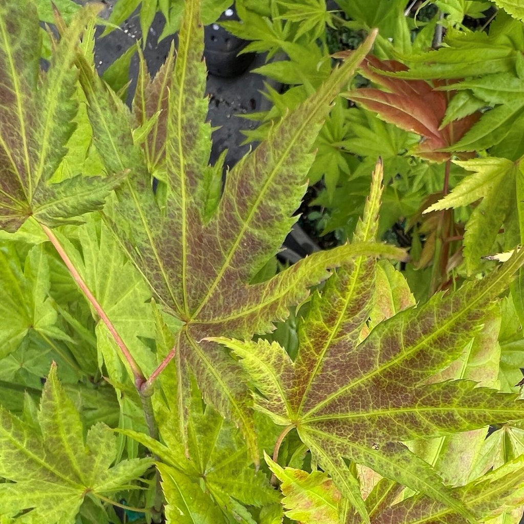 Acer shirasawanum 'Moonrise' (CG)