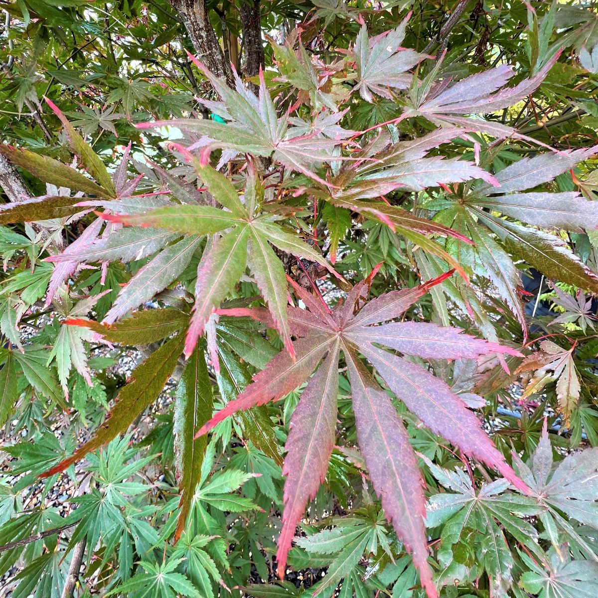 Acer shirasawanum 'Seasons of Change'