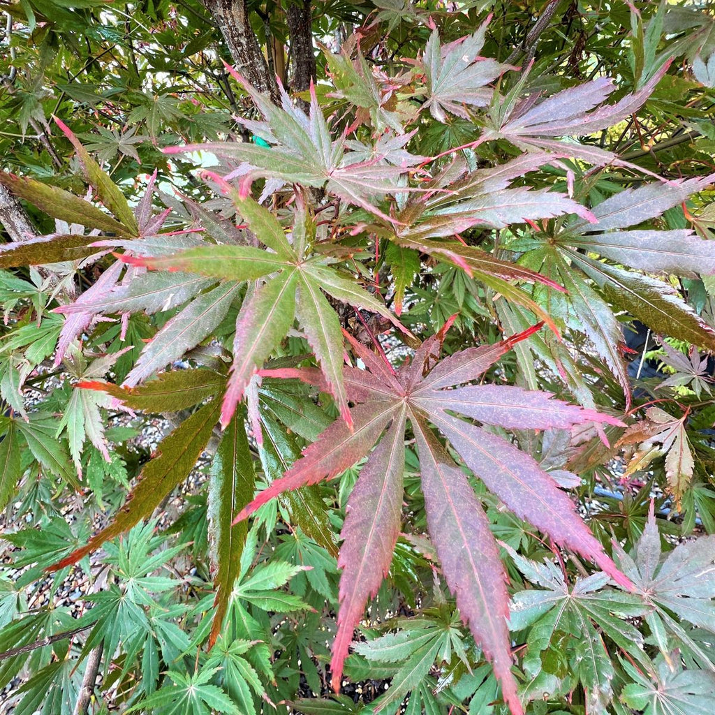 Acer shirasawanum 'Seasons of Change' (CG)