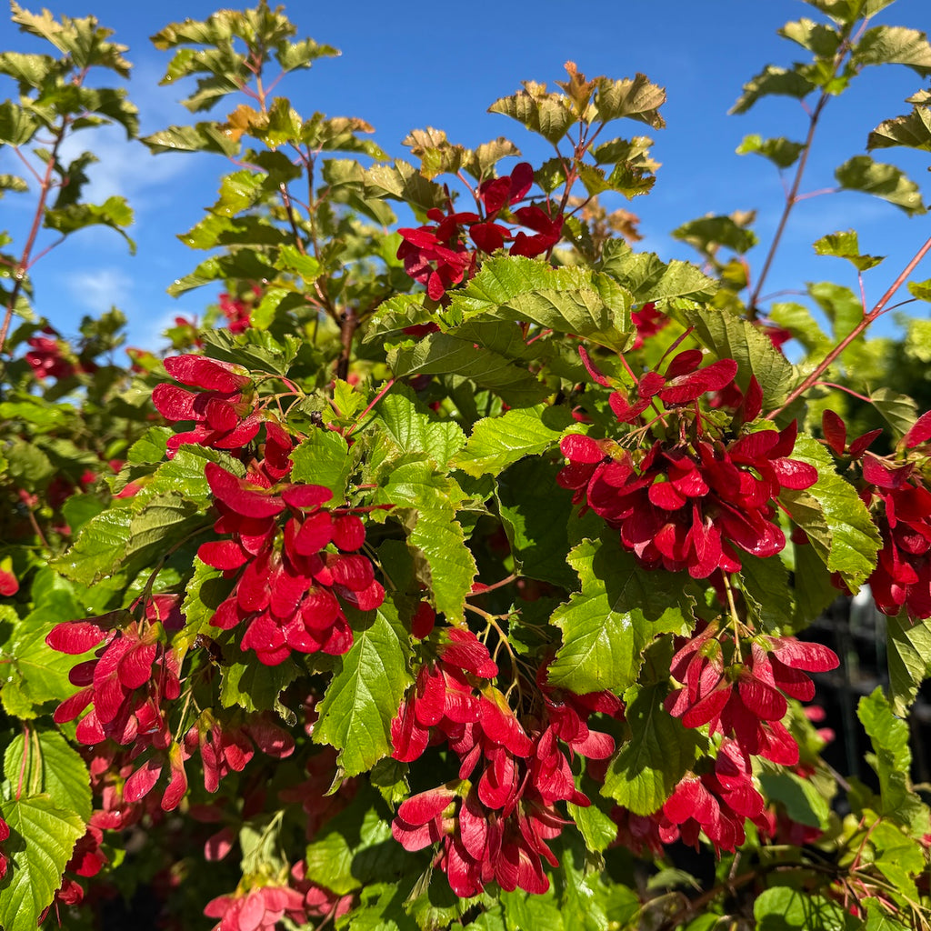 Acer tartaricum 'Hot Wings'® PP15023 (Shrub Form)