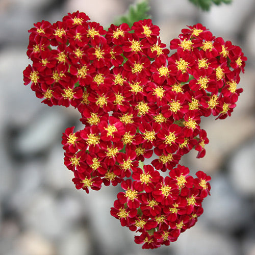 Achillea m. 'Strawberry Seduction' (red) PP18401