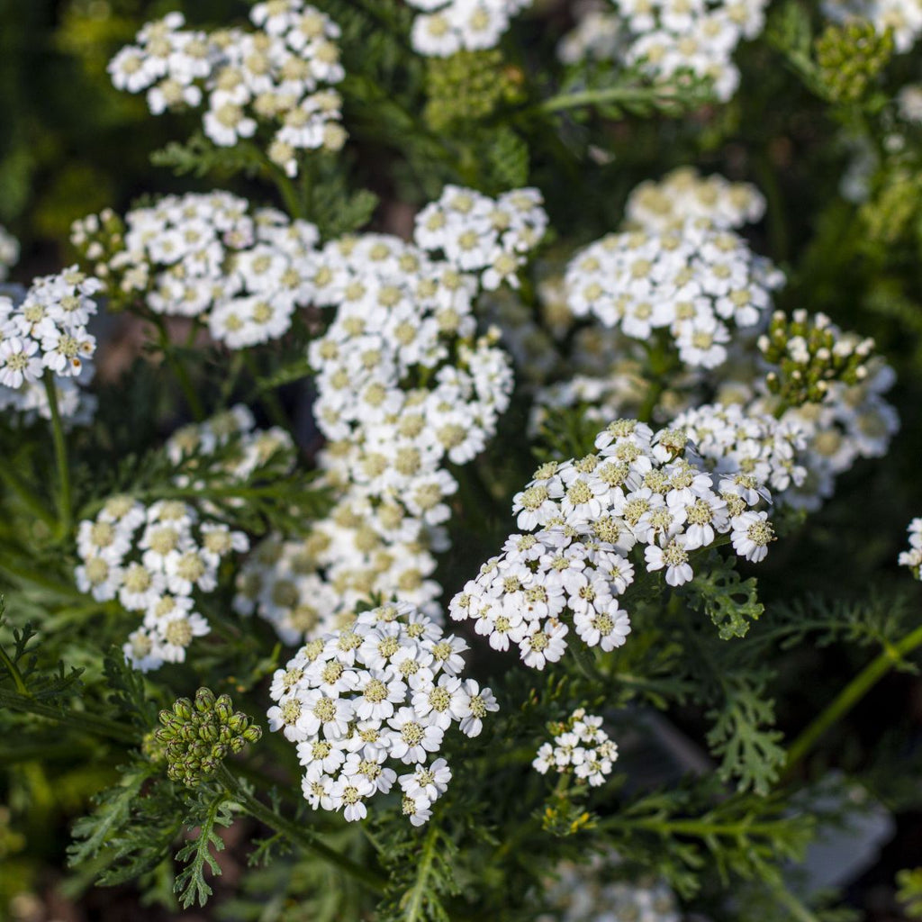 Achillea NEW VINTAGE™ White PP25711