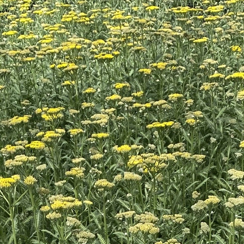 Achillea Sassy Summer 'Lemon'