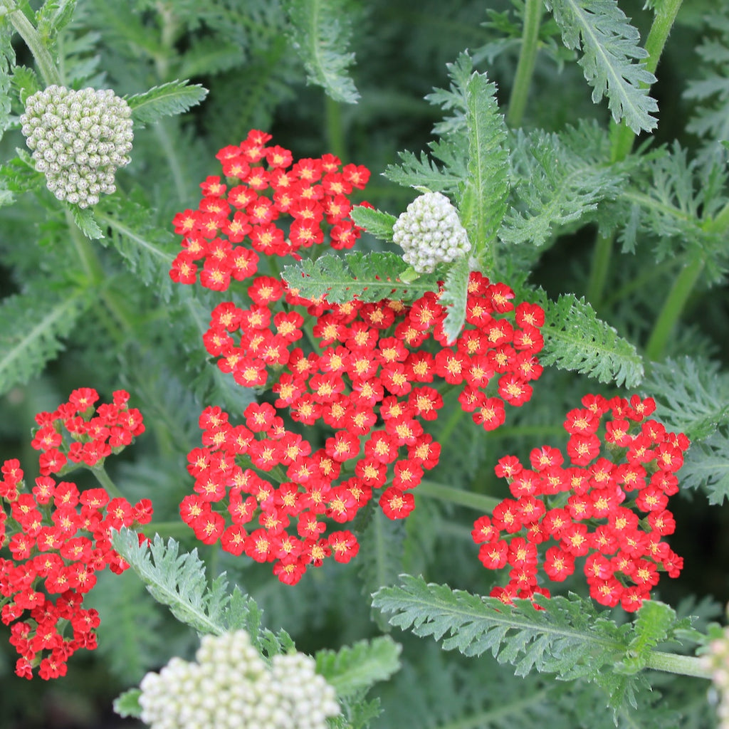 Achillea Sassy Summer 'Sangria'