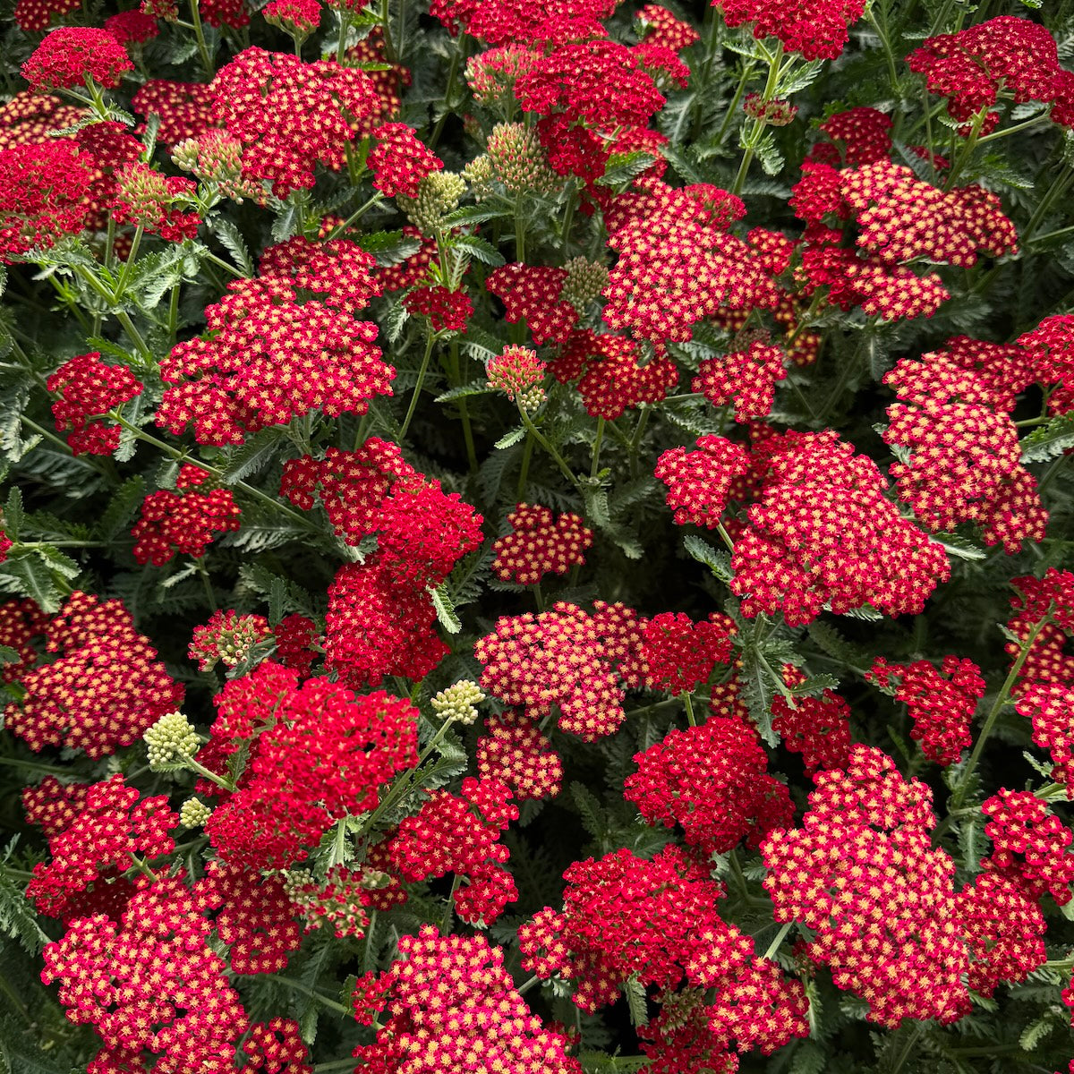 Achillea Sassy Summer 'Sangria'