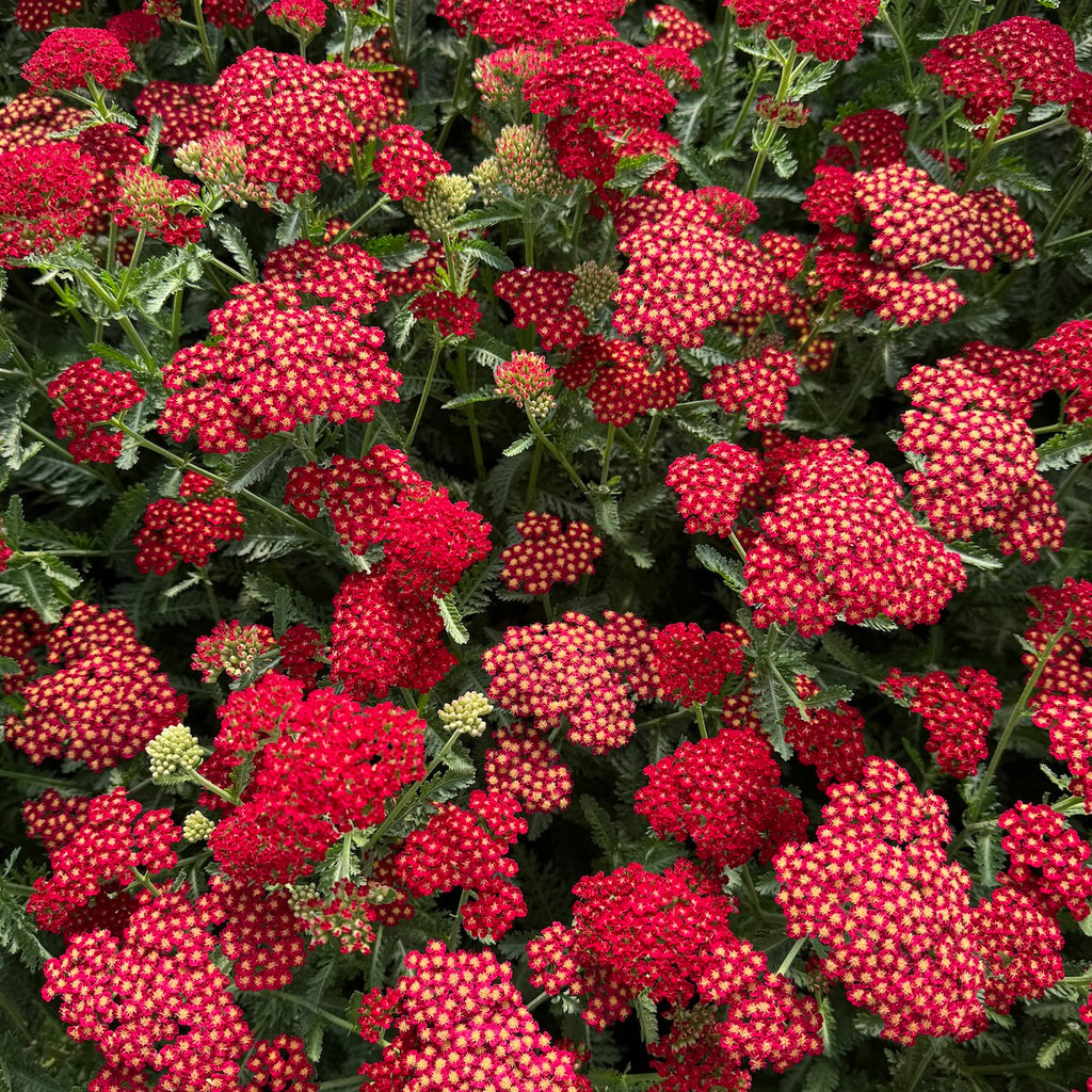 Achillea Sassy Summer 'Sangria'