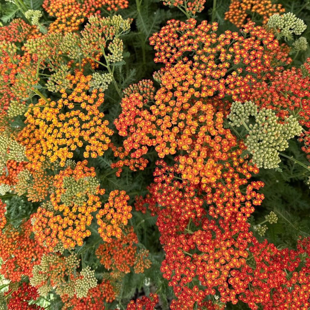 Achillea Sassy Summer 'Sunset'
