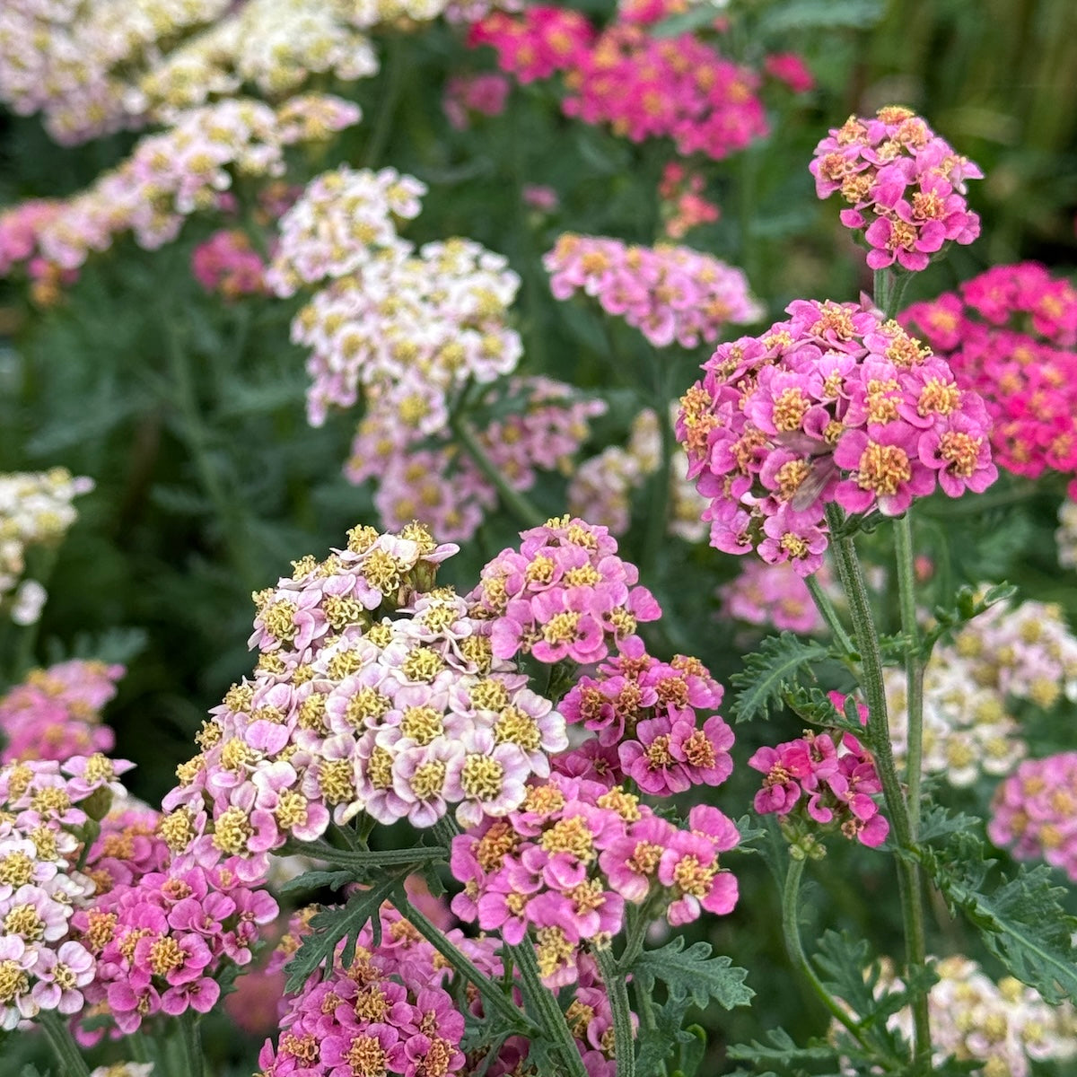 Achillea Sassy Summer 'Taffy'