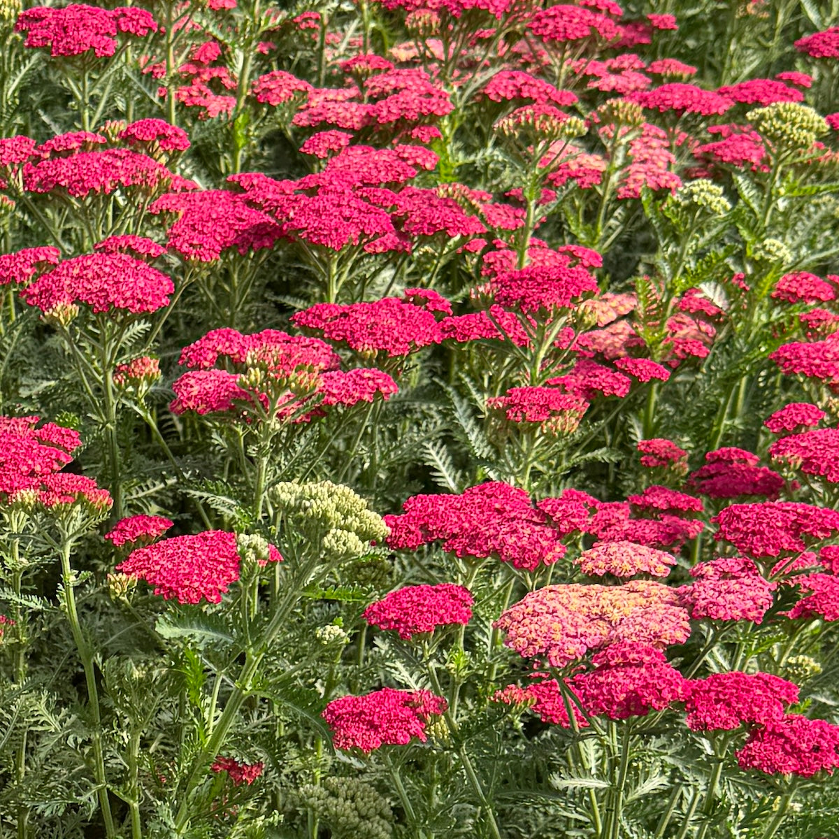 Achillea Sassy Summer 'Taffy'