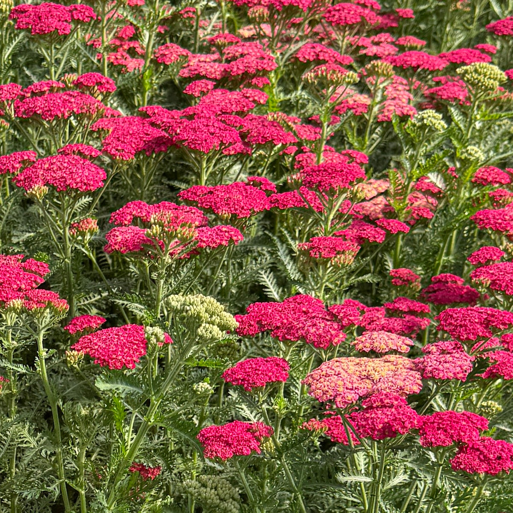 Achillea Sassy Summer 'Taffy'