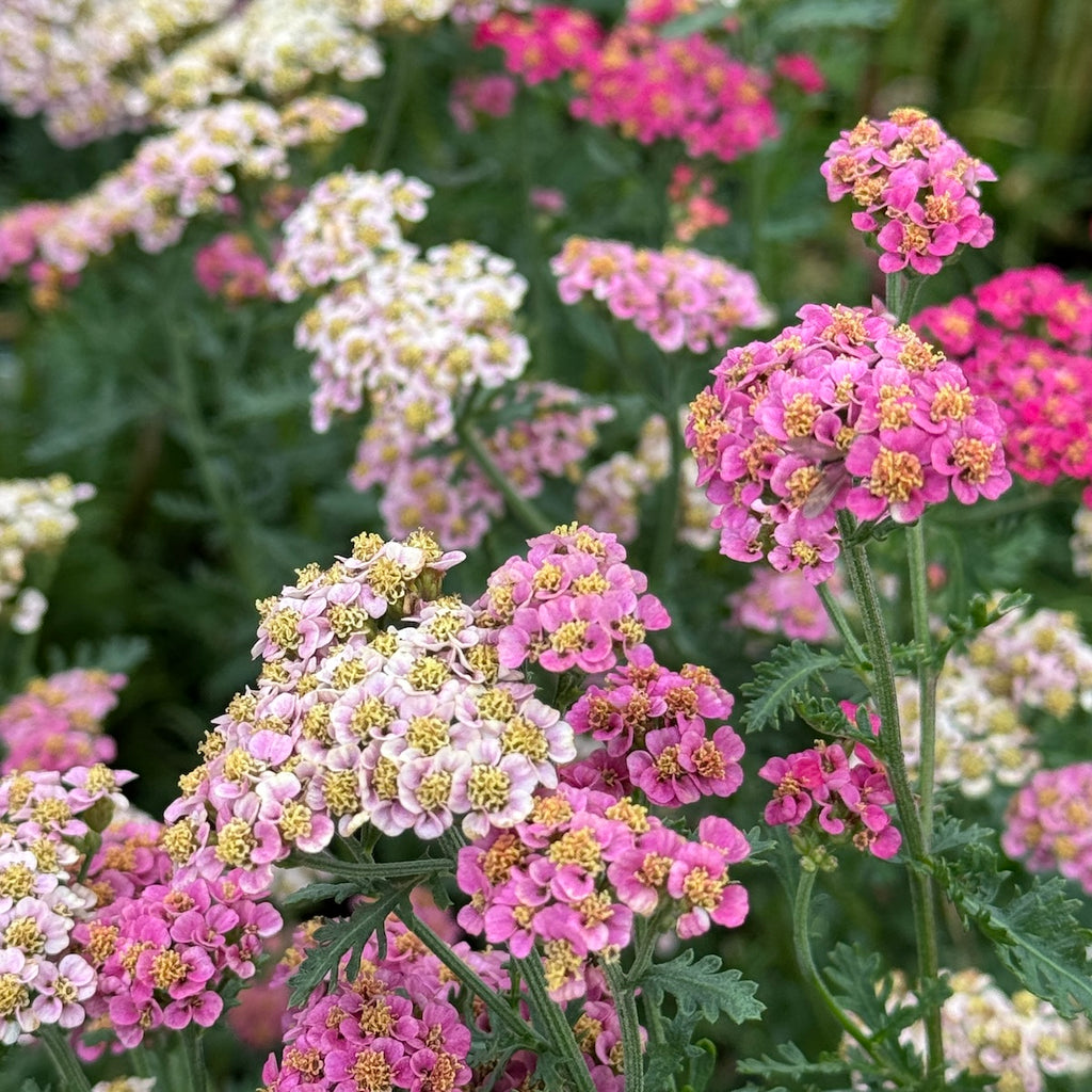Achillea Sassy Summer 'Taffy'