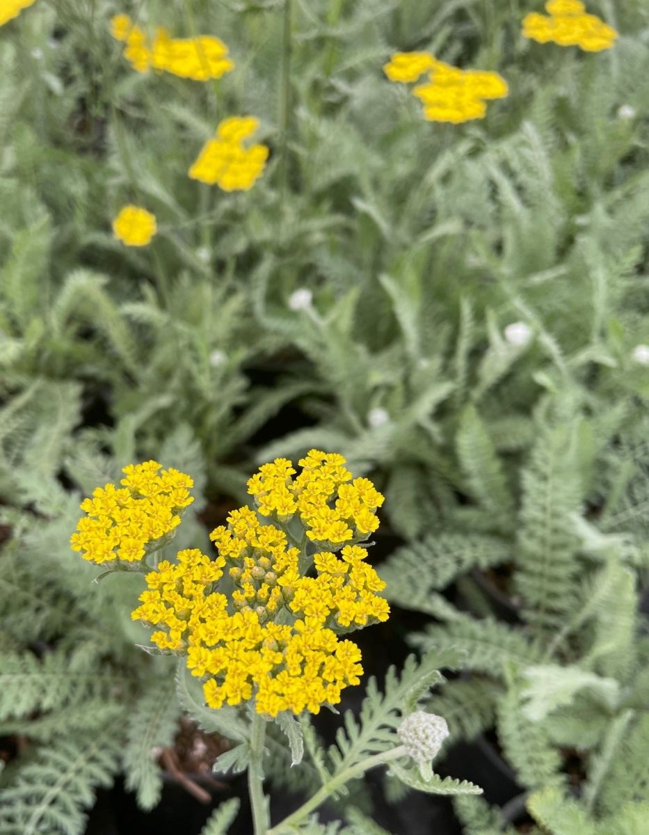 Achillea 'Moonshine' (yellow)