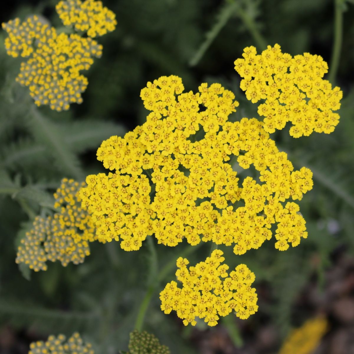 Achillea 'Moonshine' (yellow)