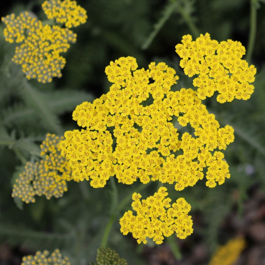Achillea 'Moonshine' (yellow)