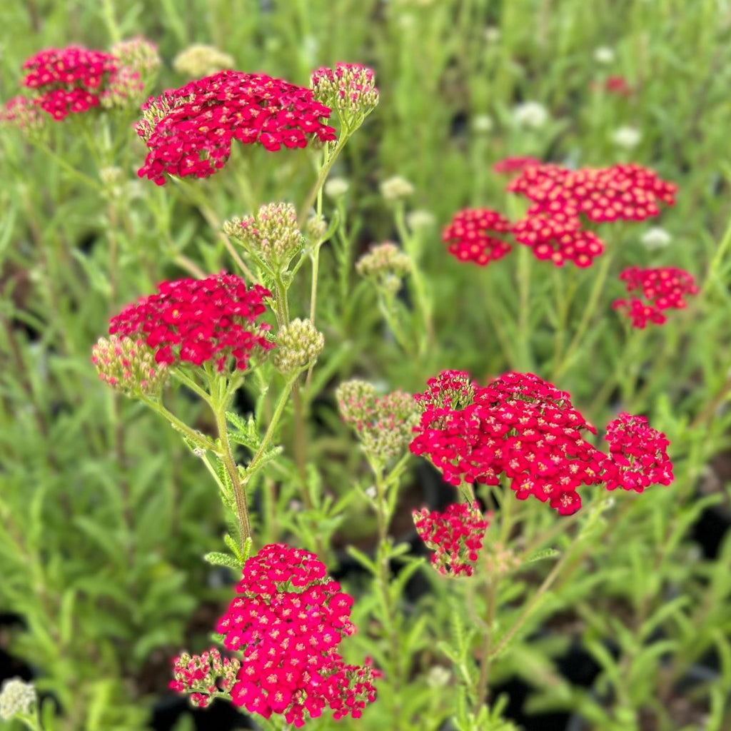 Achillea NEW VINTAGE™ Red