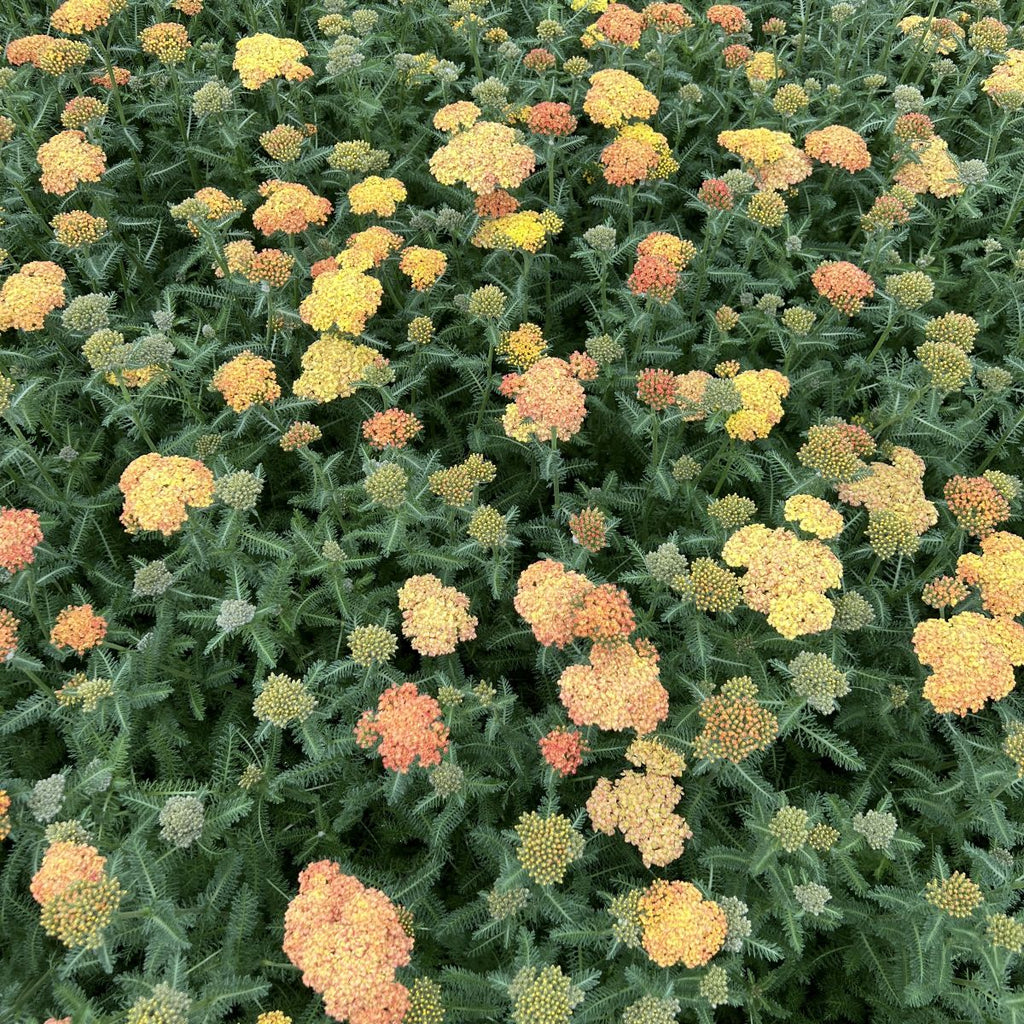 Achillea m. 'Terra Cotta' (russet)