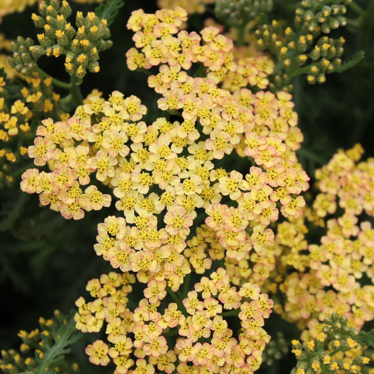 Achillea m. 'Milly Rock™ Red'