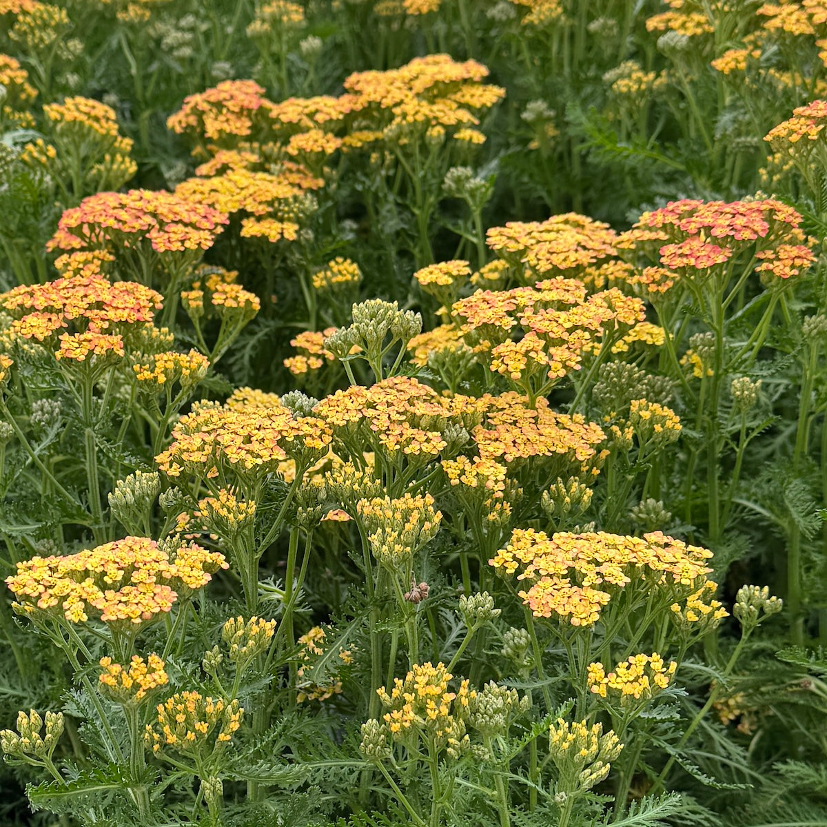 Achillea m. 'Milly Rock™ Red'