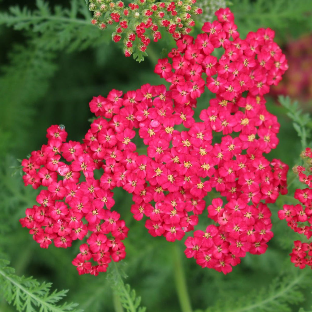 Achillea m. 'Paprika' (red)