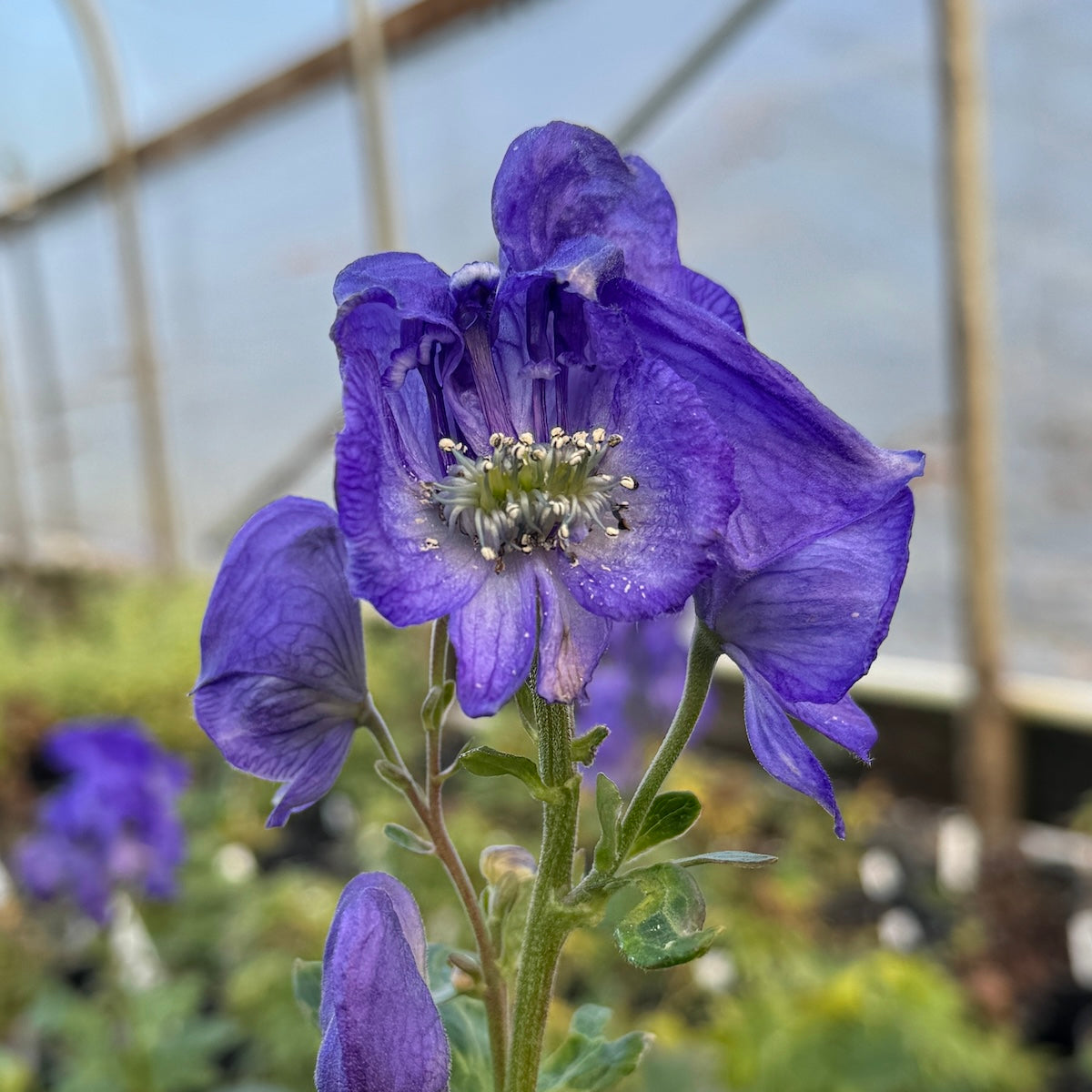 Aconitum Napellus 'Album'