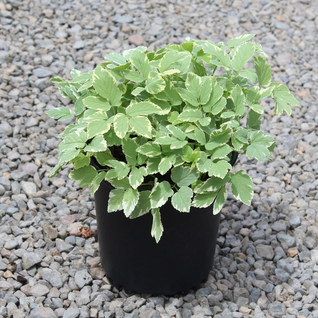 Aegopodium pod. 'Variegata'
