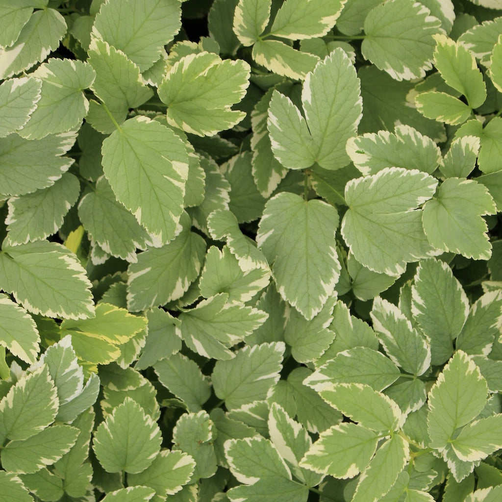 Groundcover, Aegopodium pod. 'Variegata'- 25 per flat