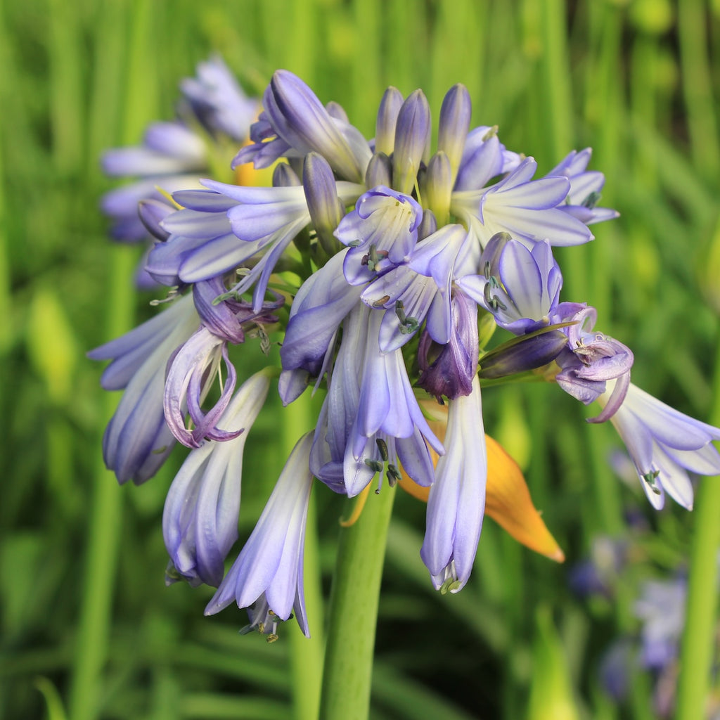 Agapanthus hybrid BLOOMABLES® 'Jonie' (blue)