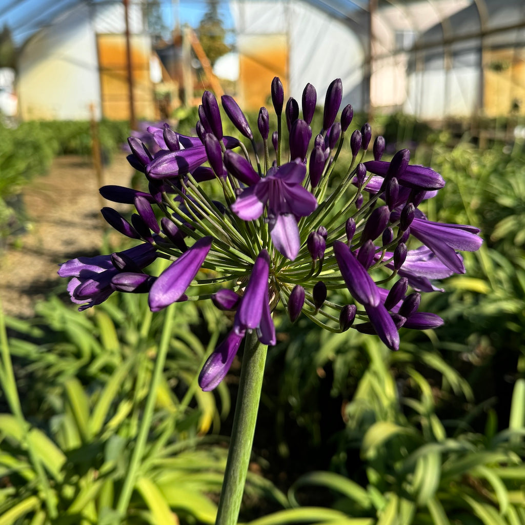 Agapanthus hybrid Ever Sapphire™ (‘Andbin’) PP26336 (blue)