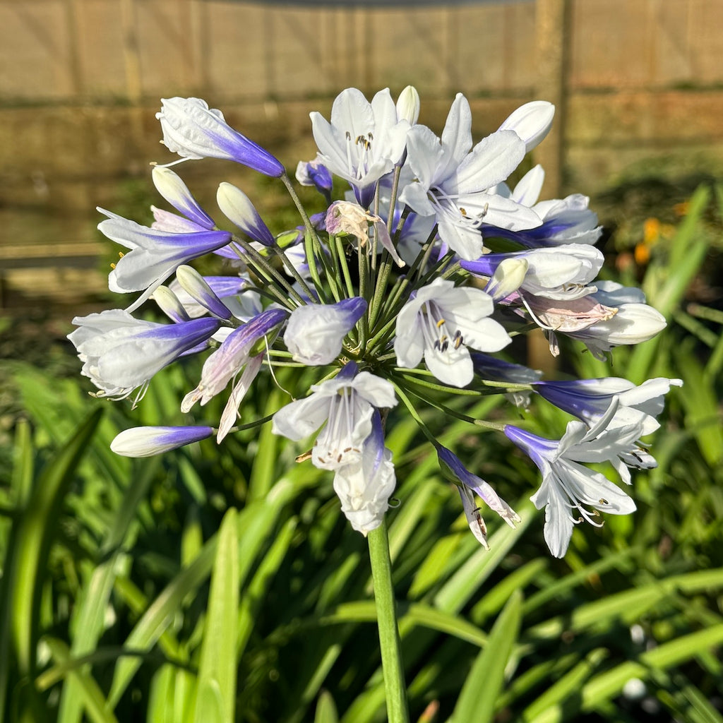 Agapanthus x 'Twister' PP25519 (blue/white)