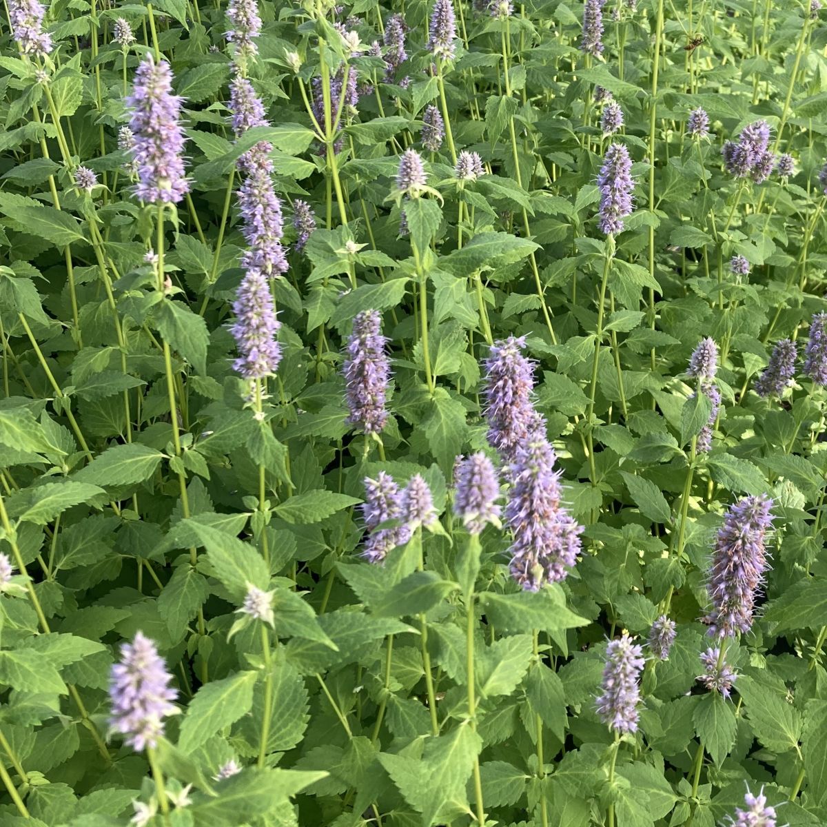 Agastache 'Blue Fortune'