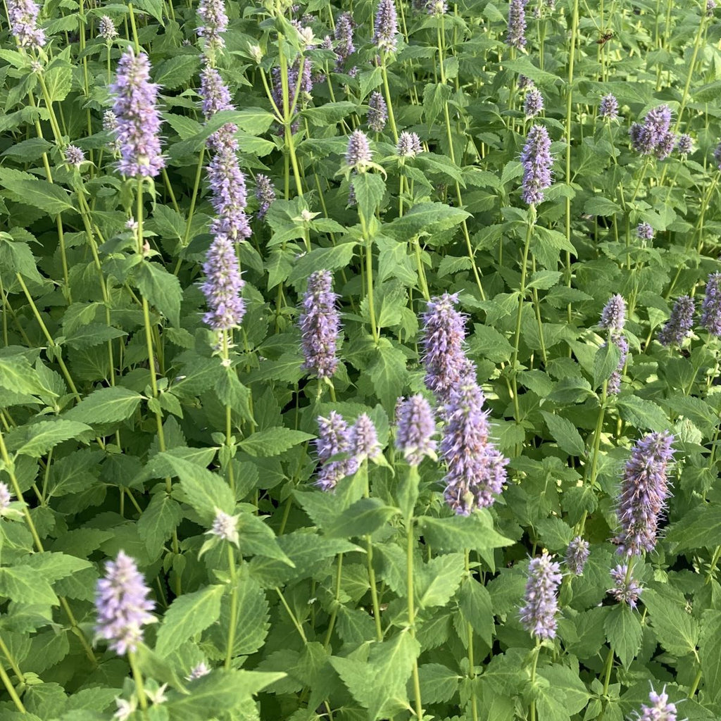 Agastache 'Blue Fortune'