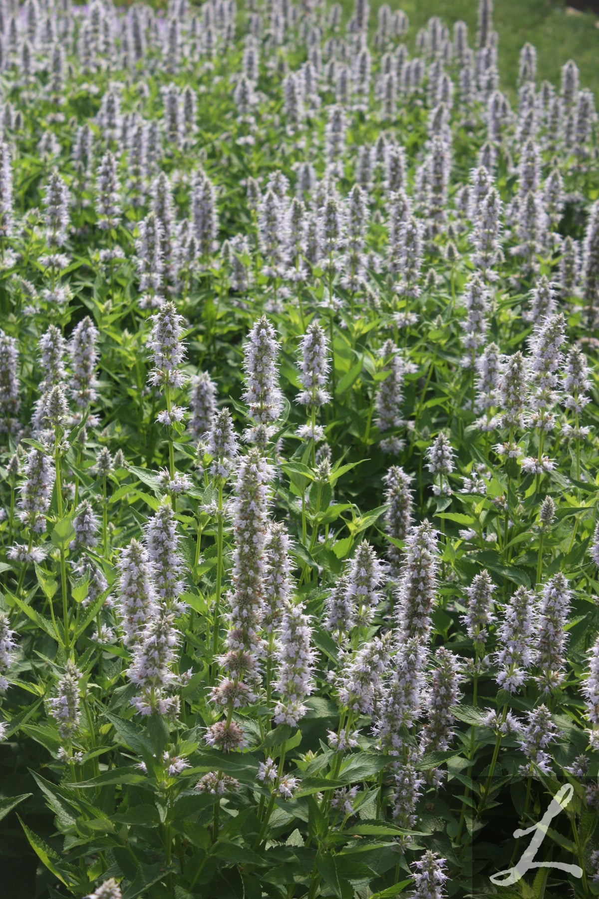 Agastache 'Blue Fortune'
