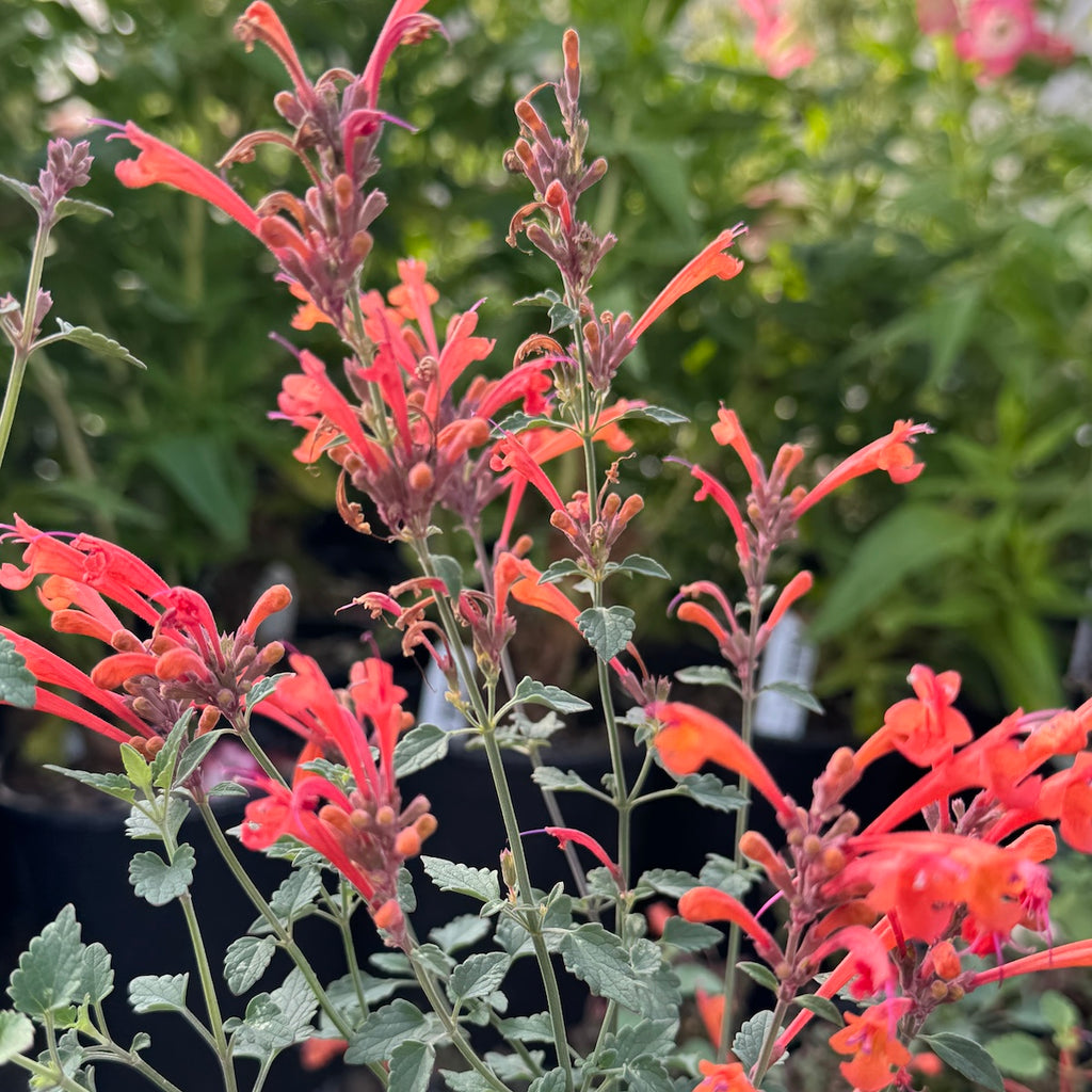 Agastache 'Kudos Mandarin'