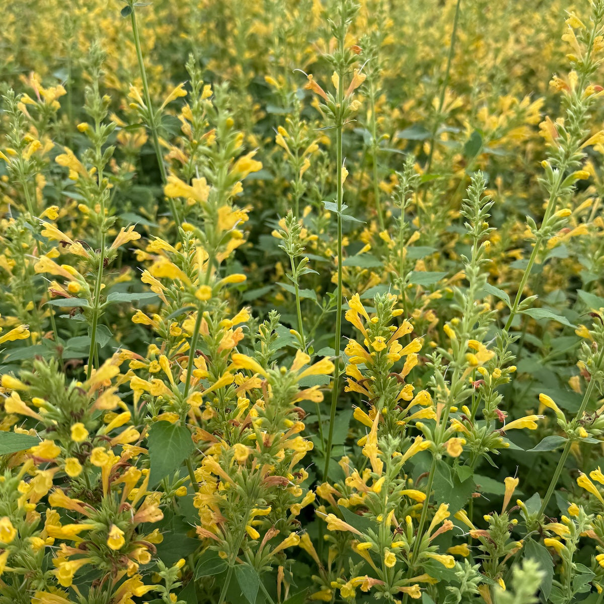 Agastache 'Kudos Yellow'