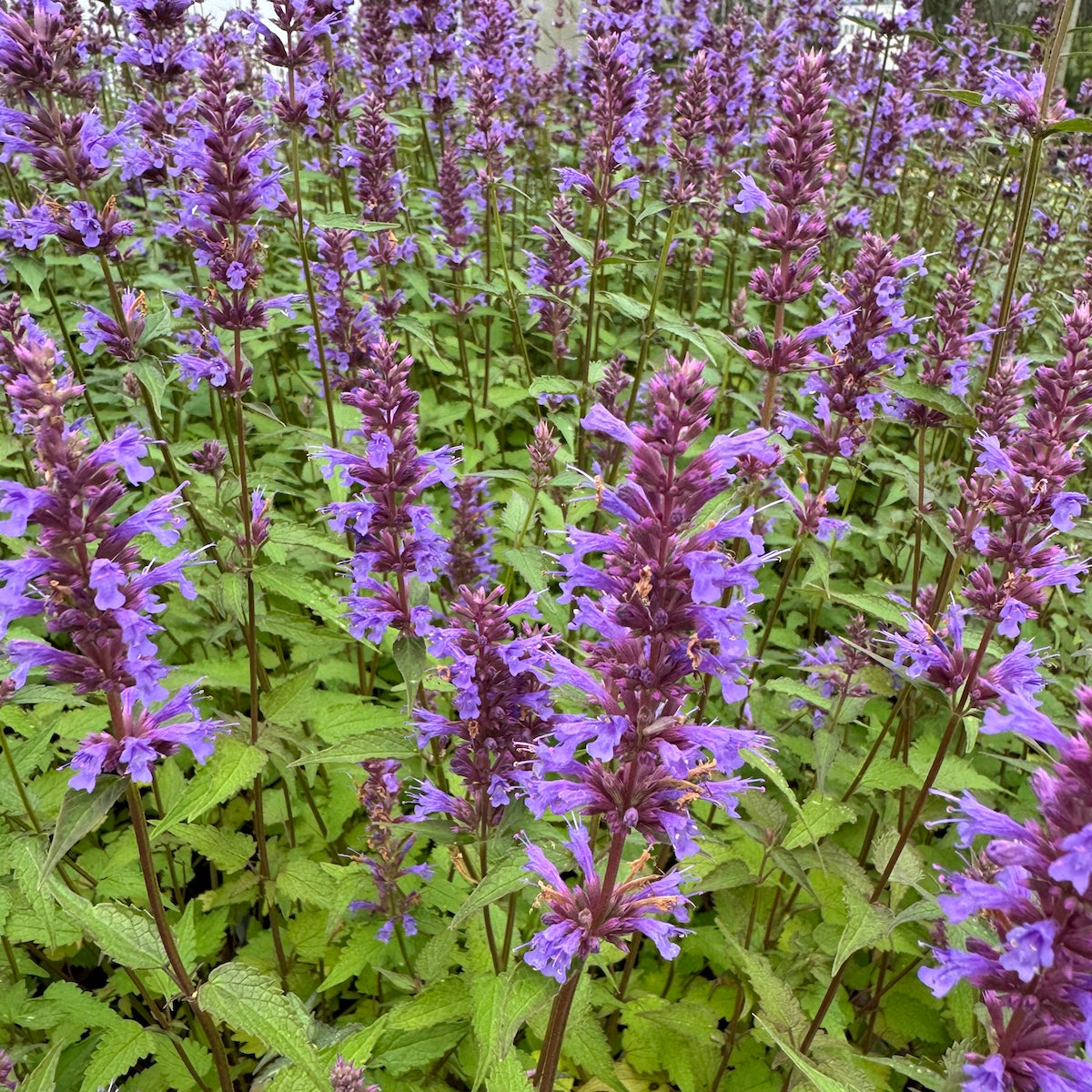 Agastache 'Purple Haze'