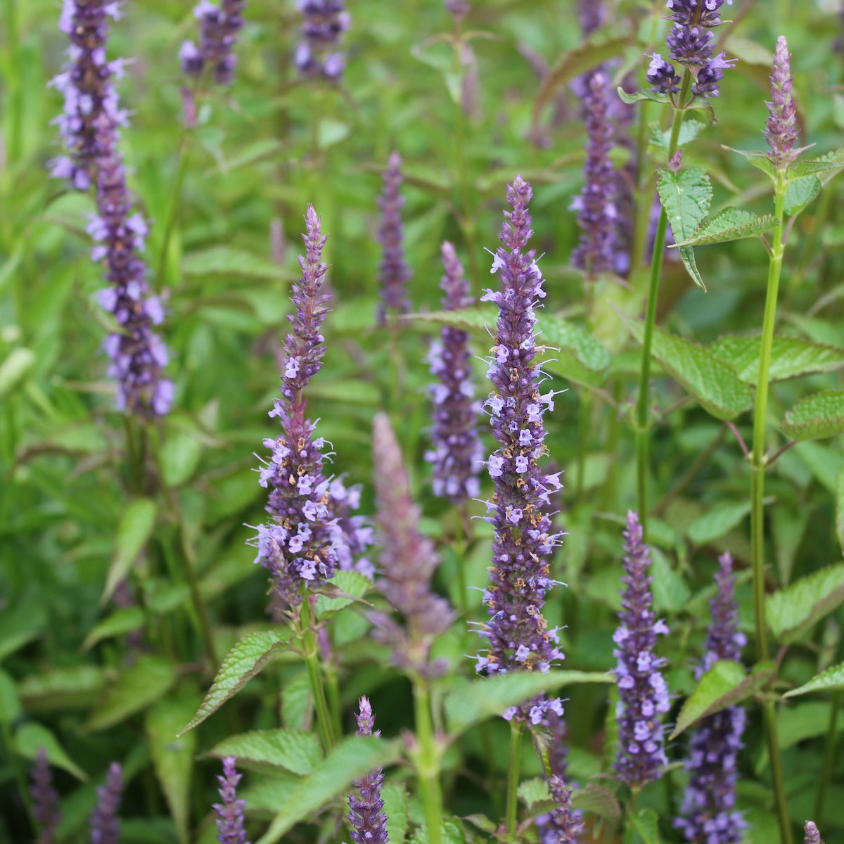 Agastache rugosa 'Little Adder' PP26514
