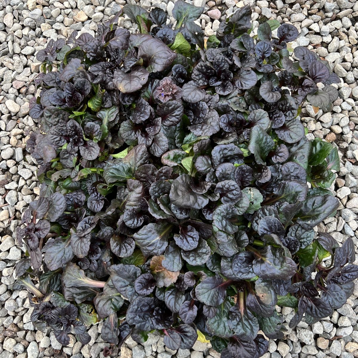 Groundcover, Ajuga reptans 'Black Scallop' PP15815- 25 per flat