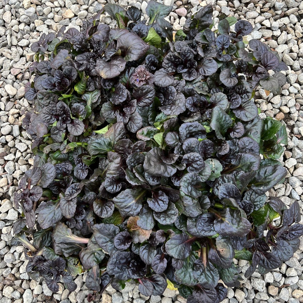 Groundcover, Ajuga reptans 'Black Scallop' PP15815- 25 per flat