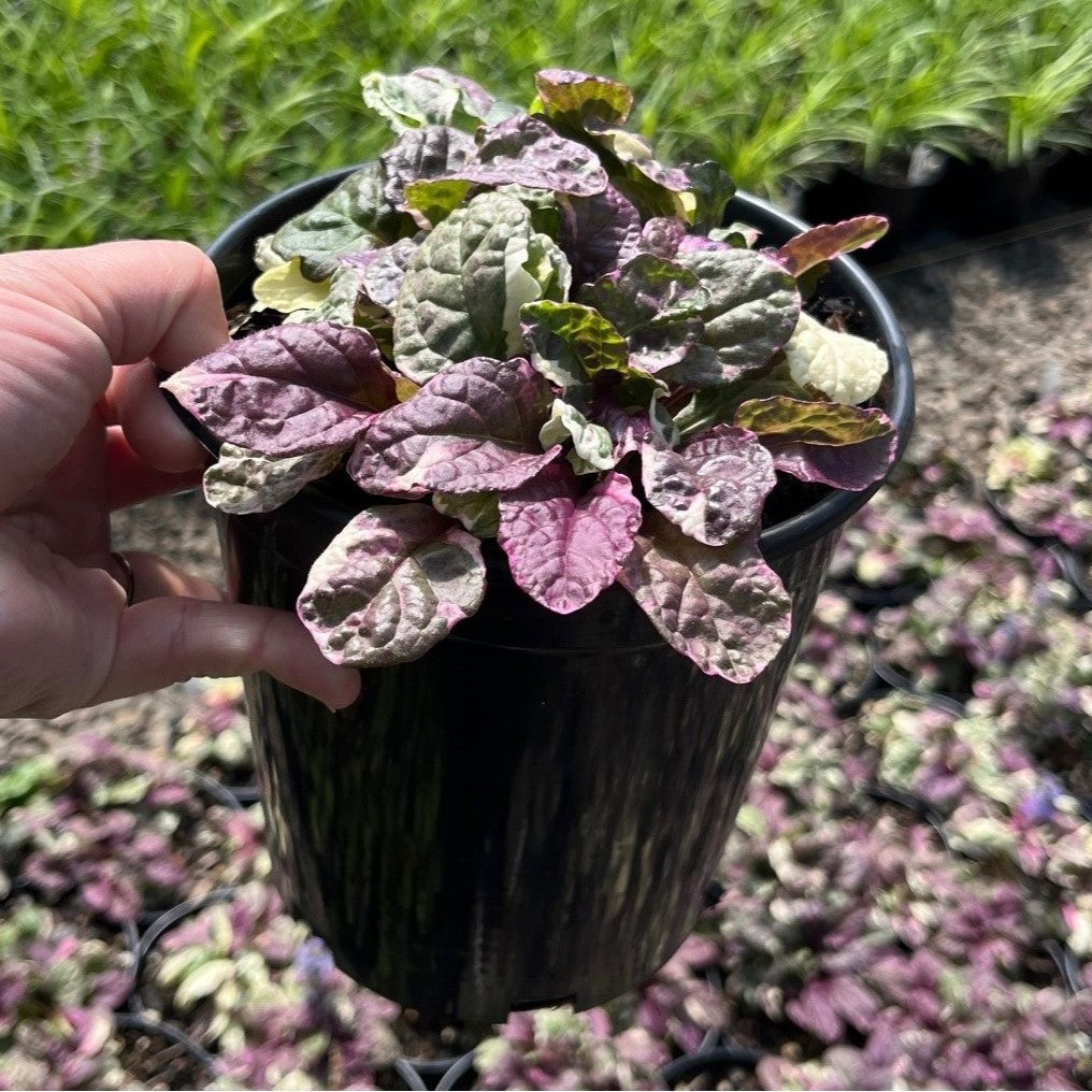 Ajuga reptans 'Burgundy Glow'