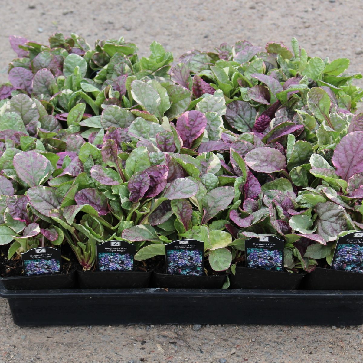 Groundcover, Ajuga reptans 'Burgundy Glow'- 25 per flat