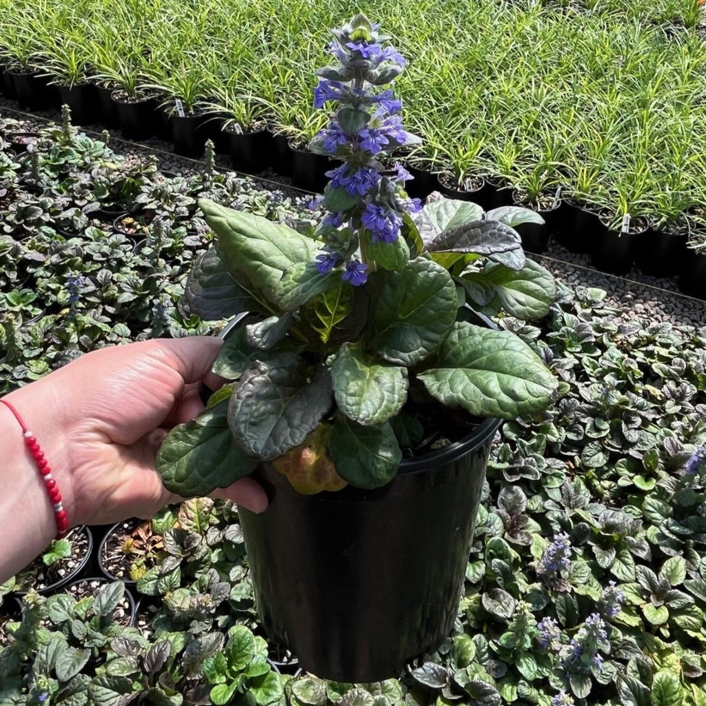 Ajuga reptans 'Catlin's Giant'