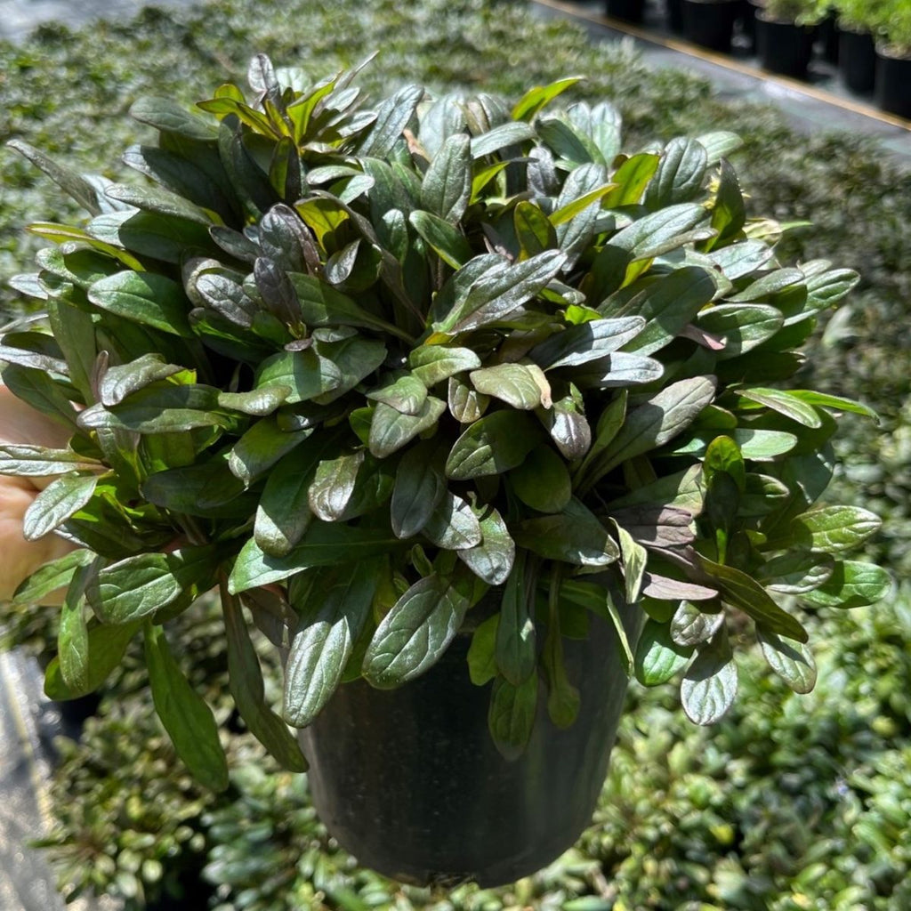 Ajuga reptans 'Chocolate Chip'