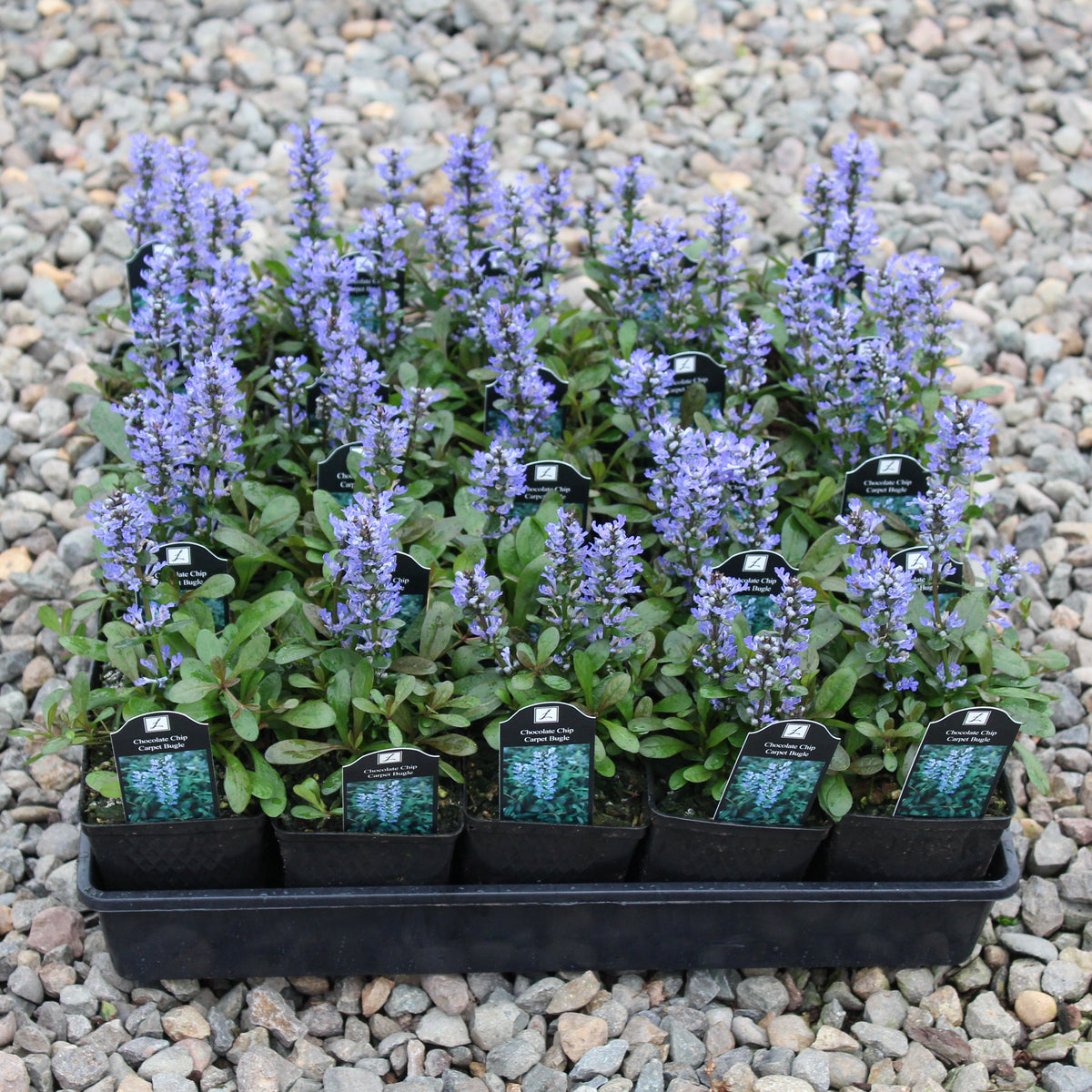 Groundcover, Ajuga reptans 'Chocolate Chip'- 25 per flat