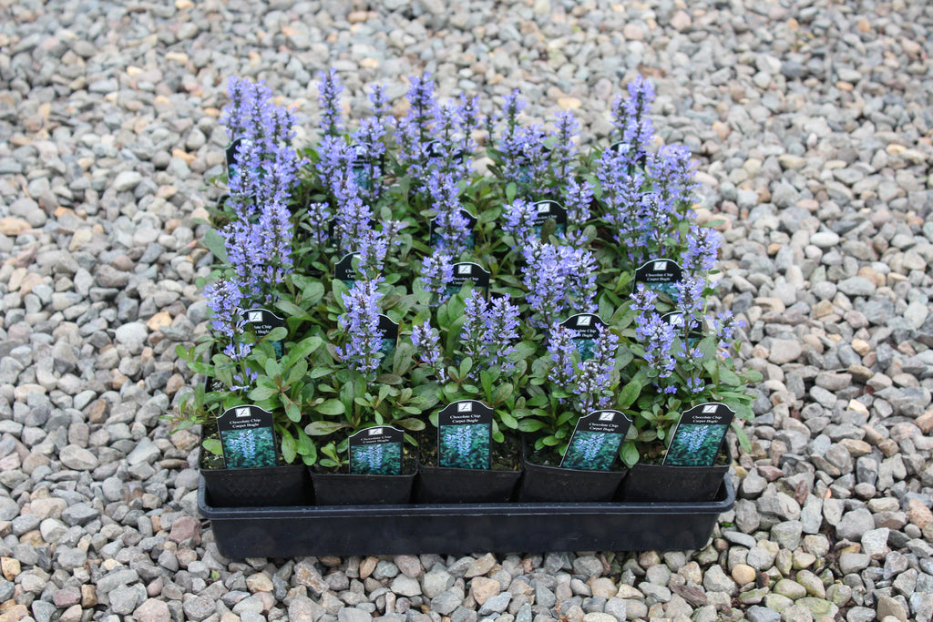 Groundcover, Ajuga reptans 'Chocolate Chip'- 25 per flat