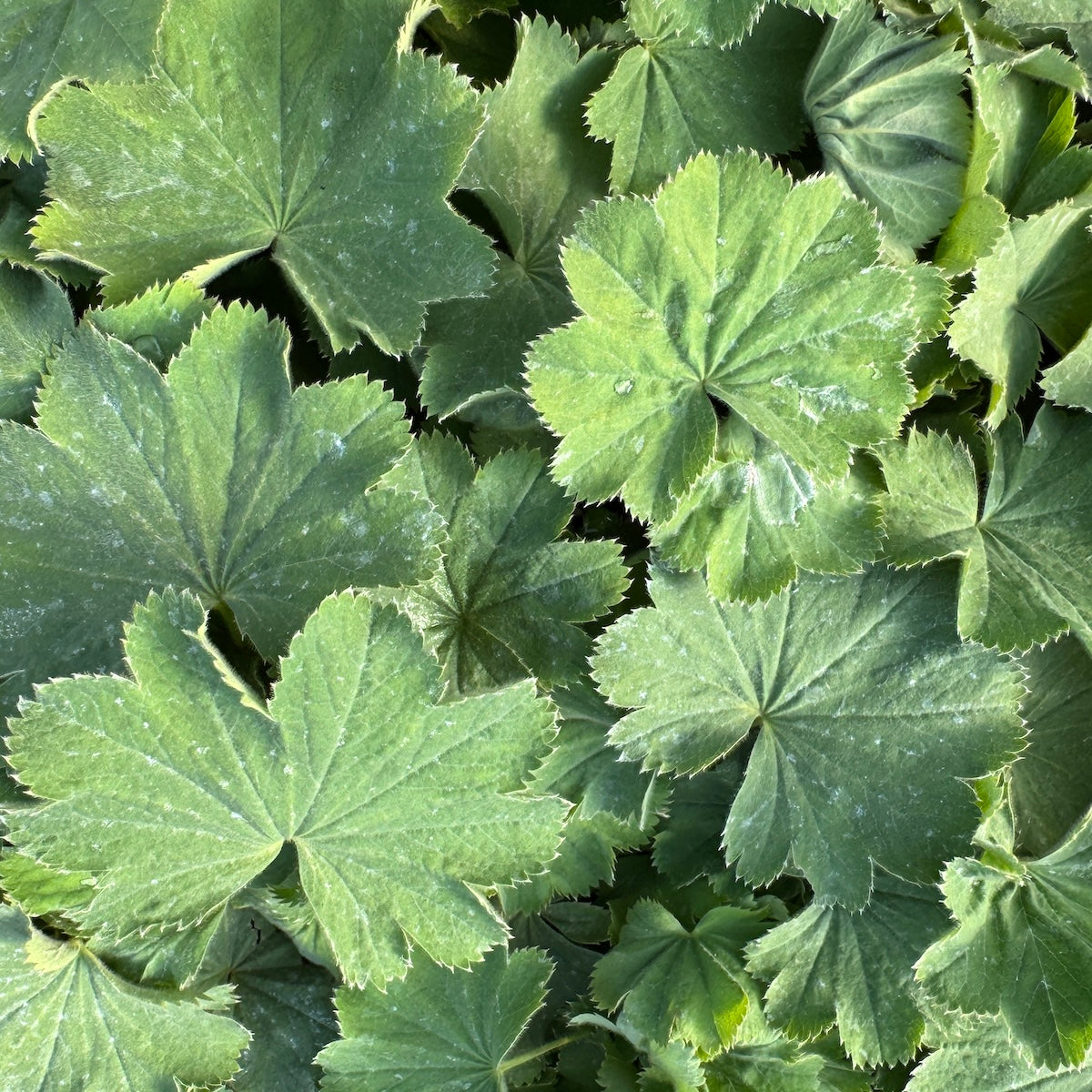 Alchemilla m. 'Thriller'