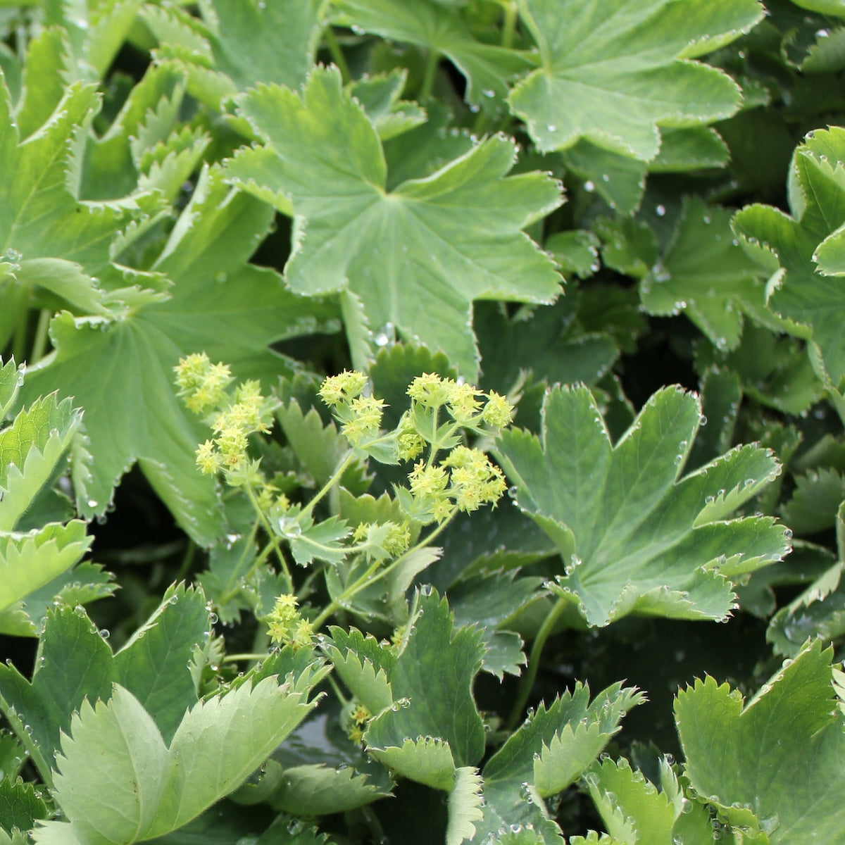 Alchemilla sericata 'Gold Strike'