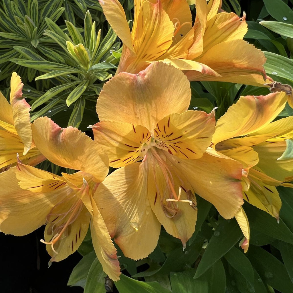 Alstroemeria Colorita 'Ariane' (yellow)