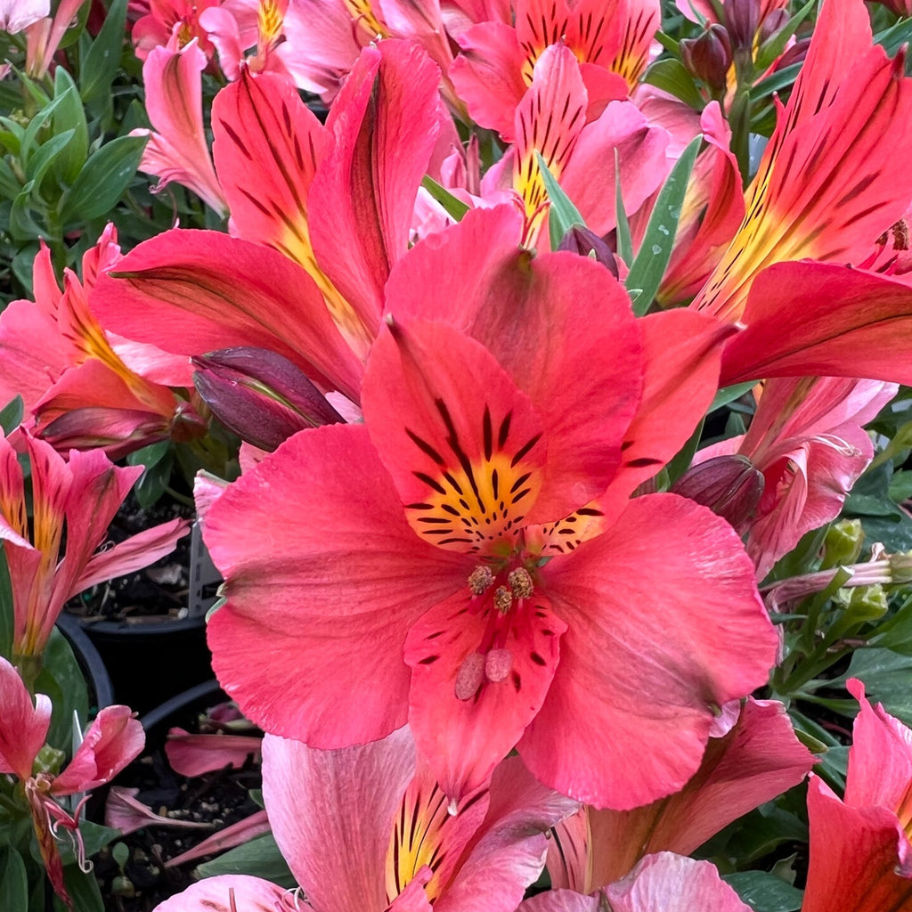 Alstroemeria Colorita 'Elaine' (orange)