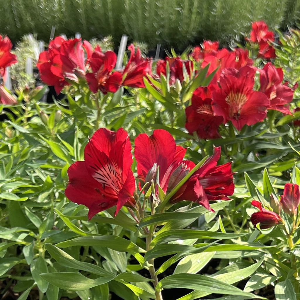Alstroemeria Colorita 'Kate' (red)
