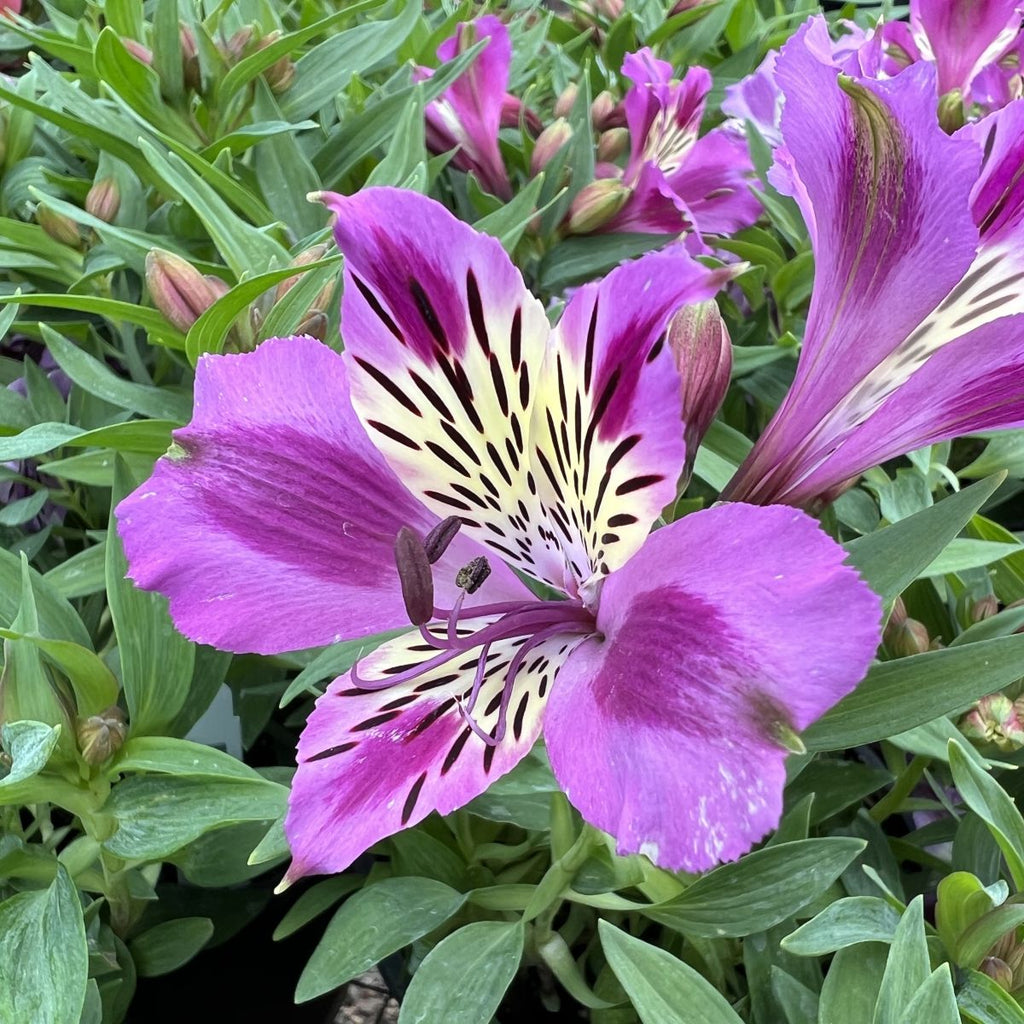 Alstroemeria Colorita 'Mulan' (purple)
